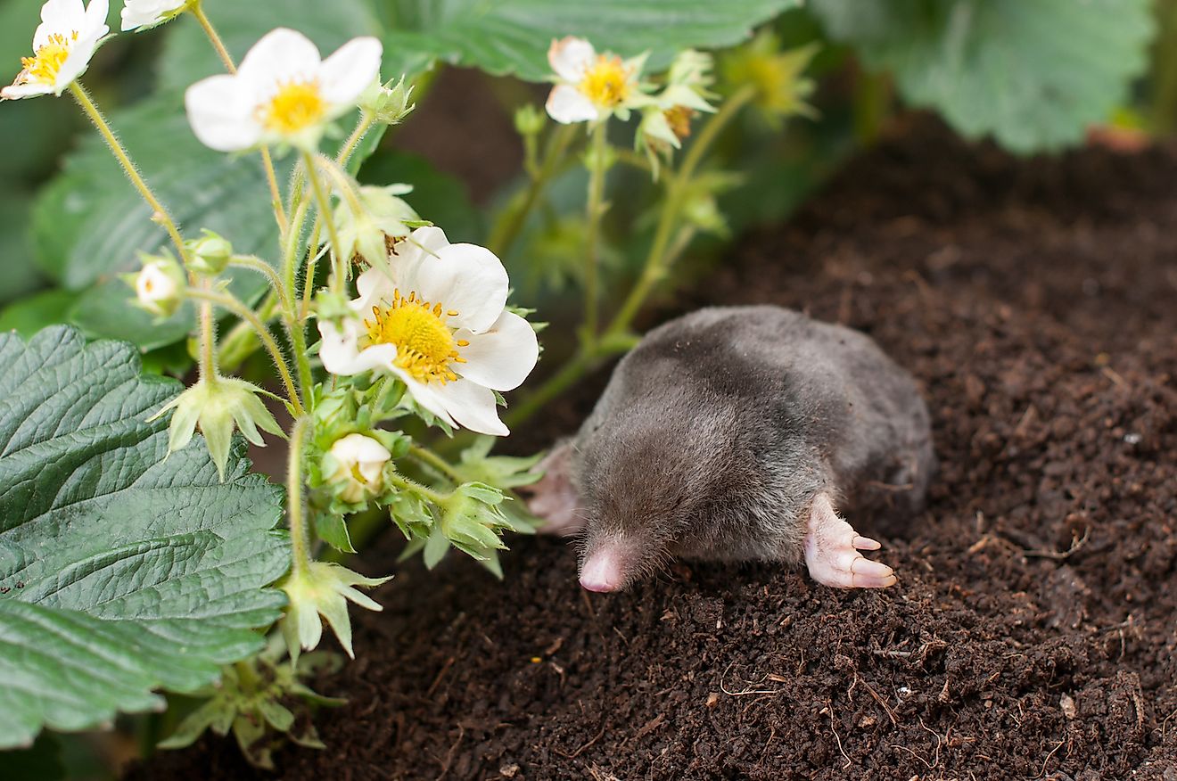 Mole out of a hole in a vegetable garden. Image credit: tchara/Shutterstock.com