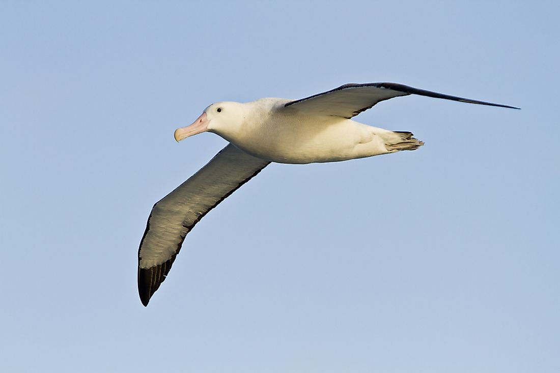 The wingspan of the wandering albatross can reach almost 12 feet!