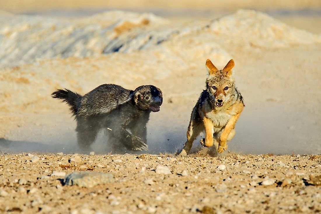 Honey badger chasing a black backed jackal in etosha national park, Namibia.