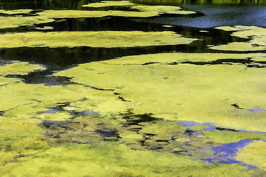 High levels of fertilizer runoff can result in algae growth in water.
