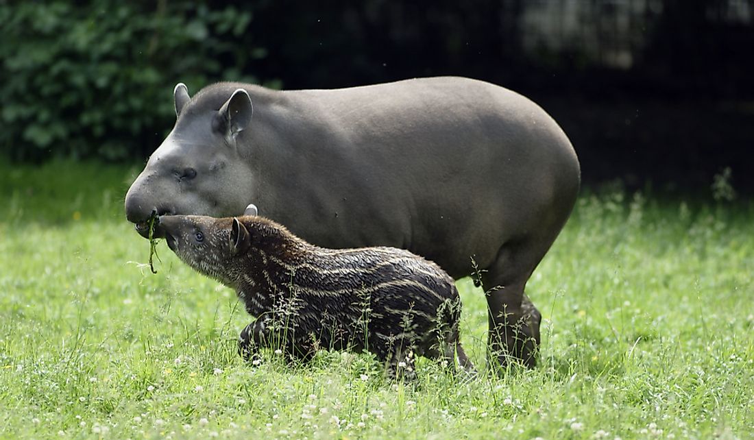 The Brazilian tapir is facing habitat loss from rapid deforestation. 