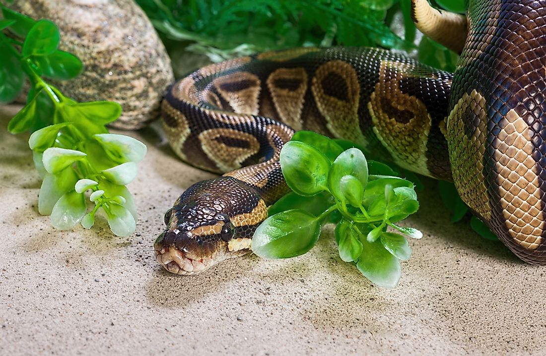 A Burmese python. 