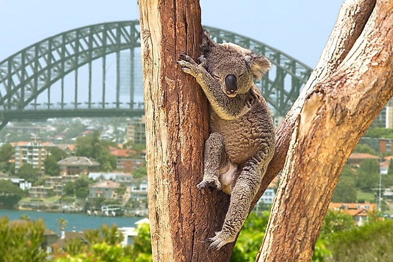 A Koala hanging out in some suburban woodlands on the outskirts of the city of Sydney.