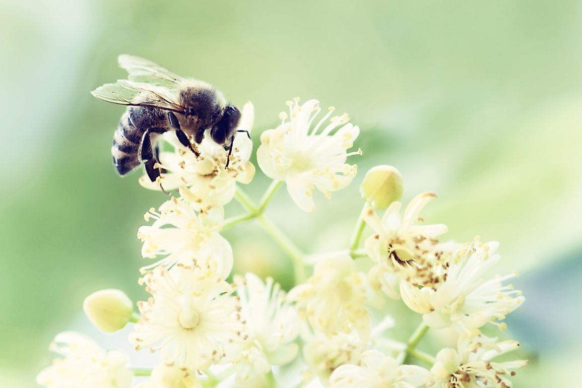 Bees are found in almost every habitat containing insect-pollinated flowering plants. Photo credit: shutterstock.com.