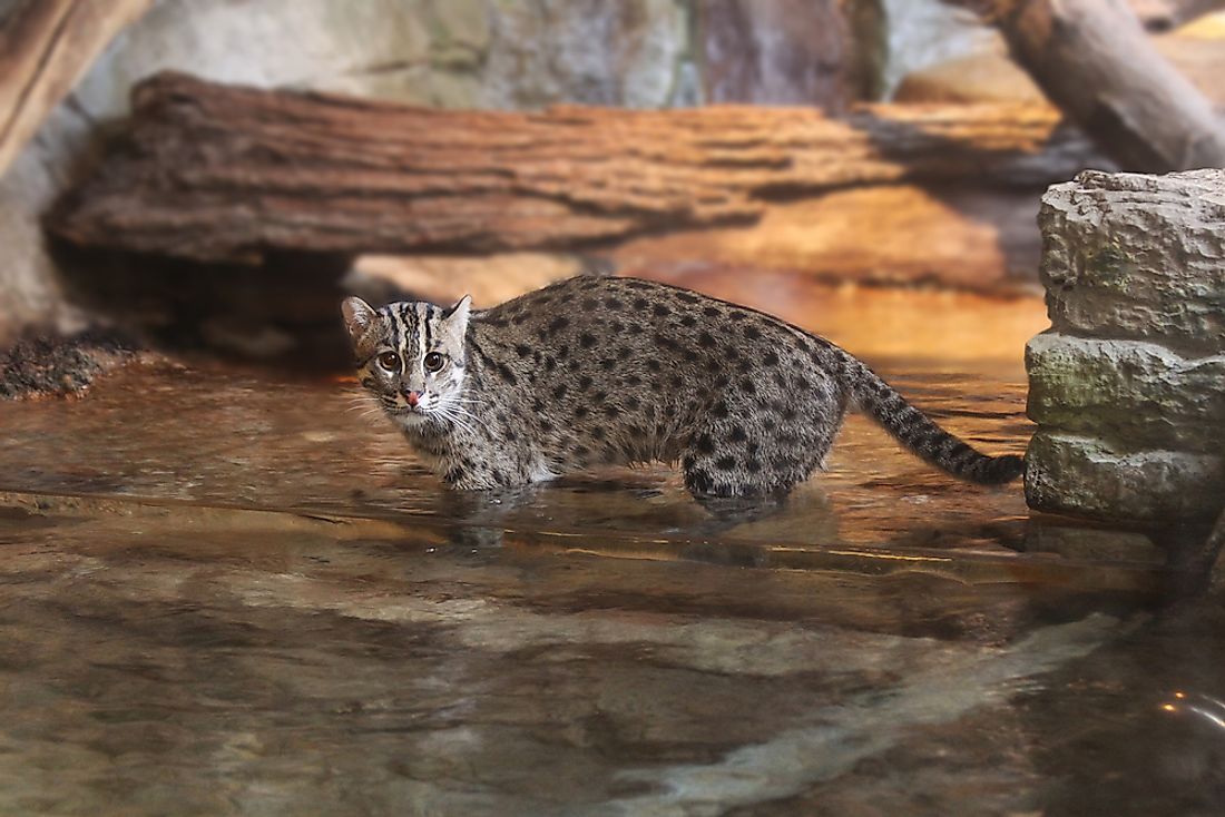 Fishing cats, like the one pictured here, are native to south and southeast Asia. Photo credit: Shutterstock.