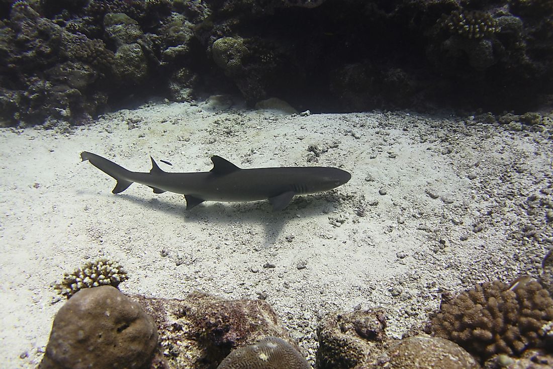 A Whitetip reef shark, considered a Near Threatened species by the IUCN, off the coast of Palau, the world's first shark sanctuary. Photo credit: shutterstock.com.
