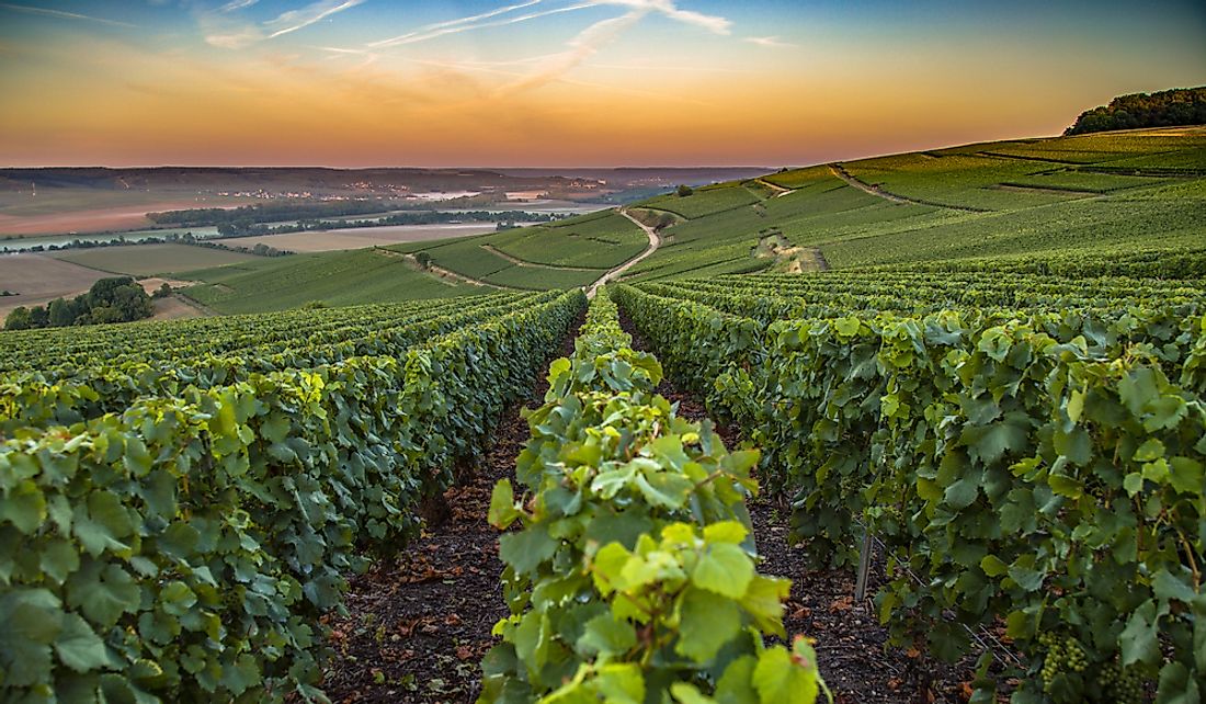 Vineyard in the Champagne region of France.