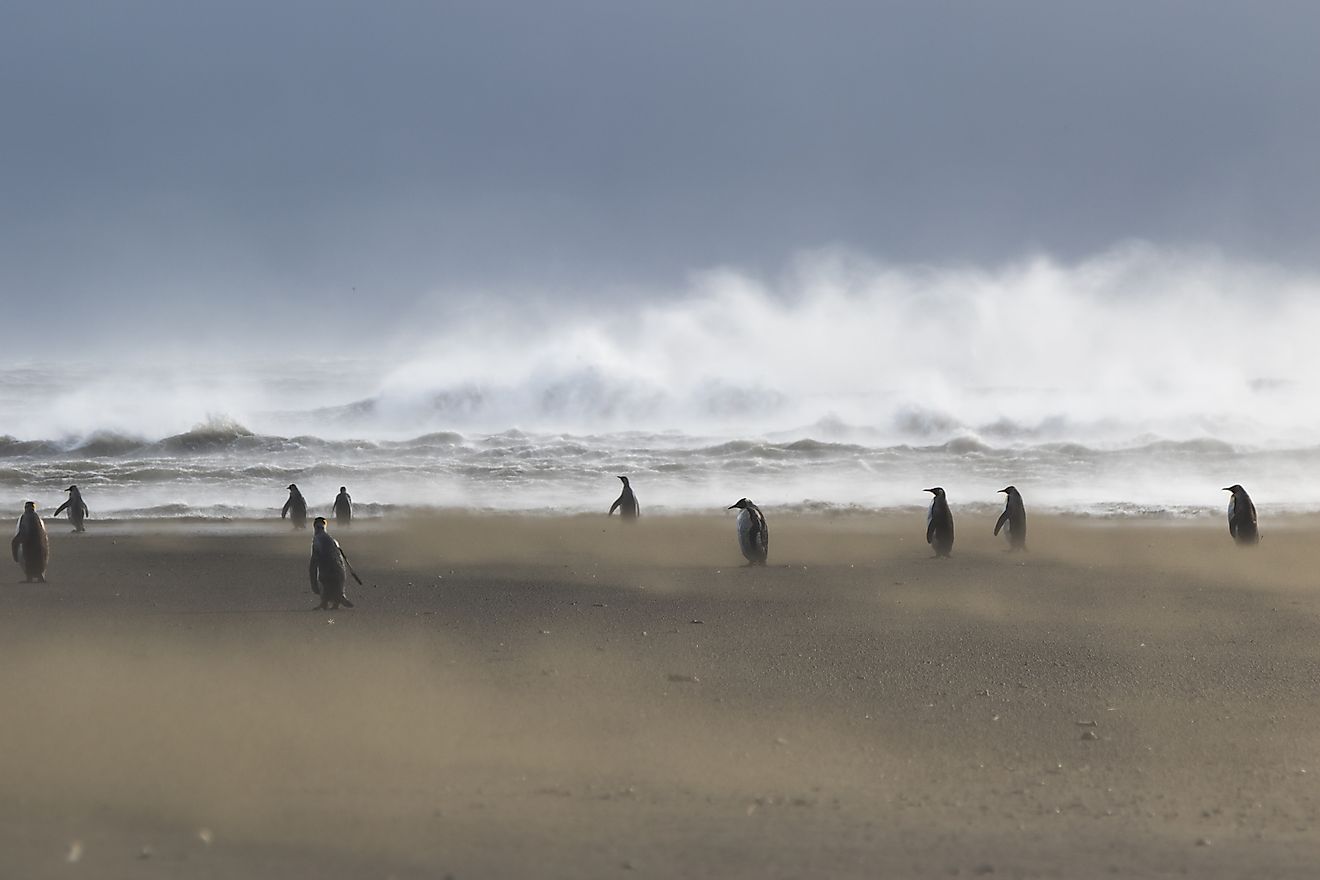 Extreme weather in the Kerguelen Islands but the emperor penguins do not seem to mind it at all. Image credit: Etienne Pauthenet (distributed via imaggeo.egu.eu)