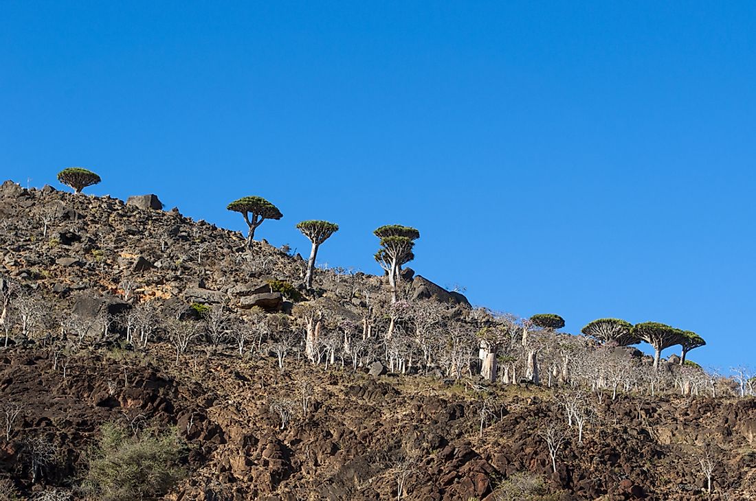 The Dragon's Blood tree and Cucumber tree are some of Socotra's interesting species. Editorial credit: Naeblys / Shutterstock.com