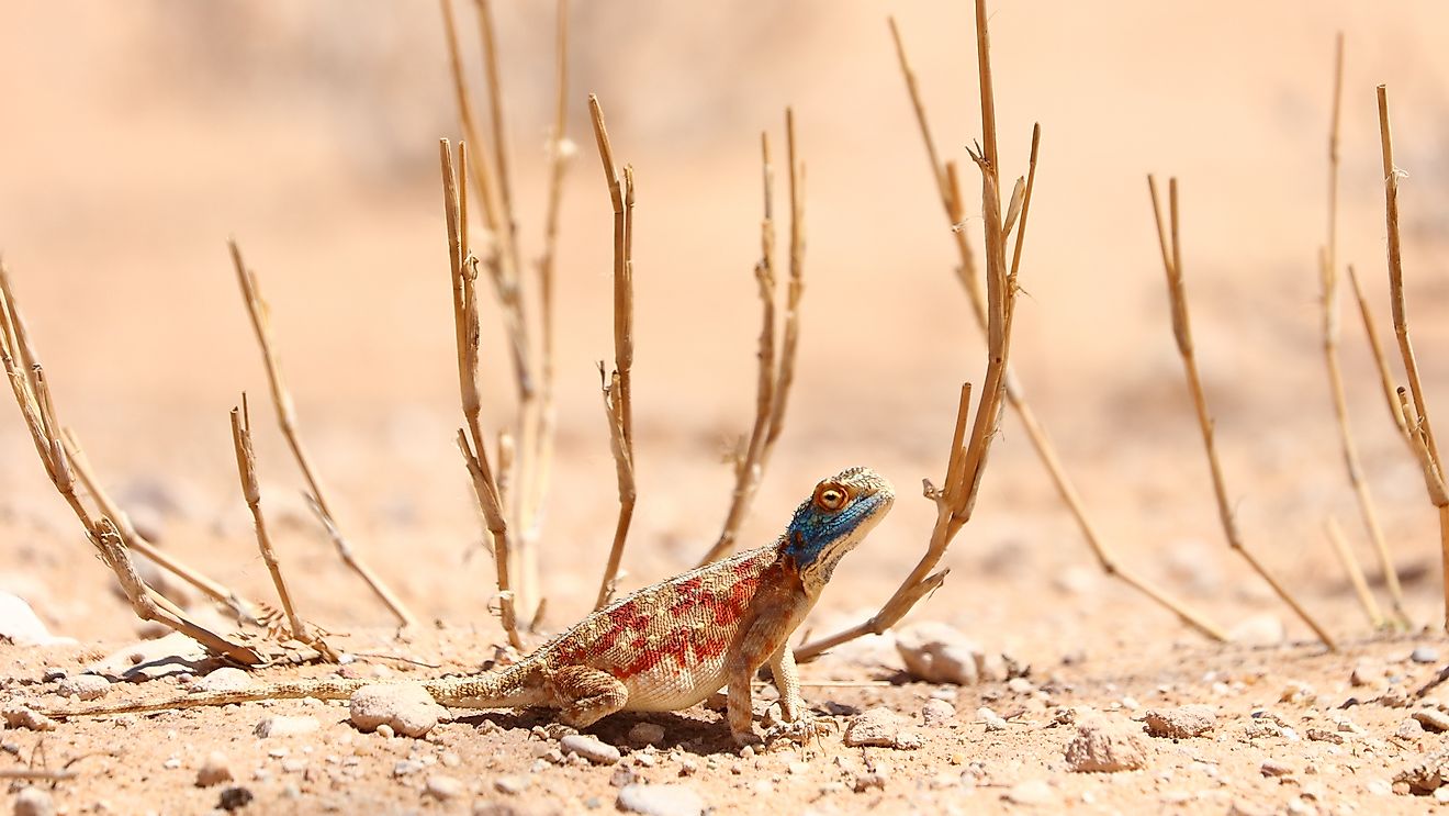Blue-headed agama lizard standing on desert sand with shapely bush behind him, South Africa. Image credit: JMx Images/Shutterstock.com
