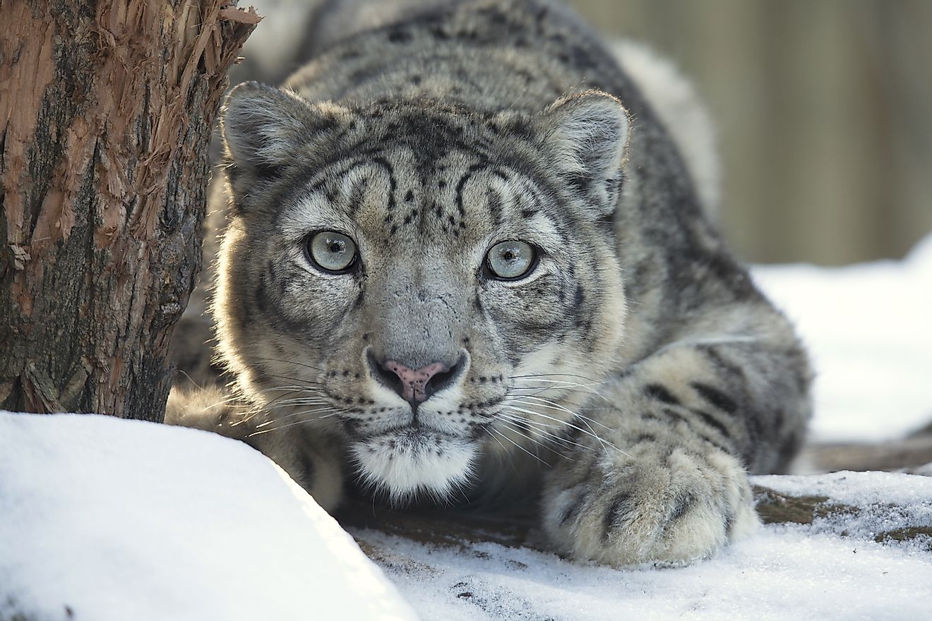 The majestic snow leopard is an apex predator in the Gobi Desert ecosystem. Image credit: Vladislav T. Jirousek/Shutterstock.com