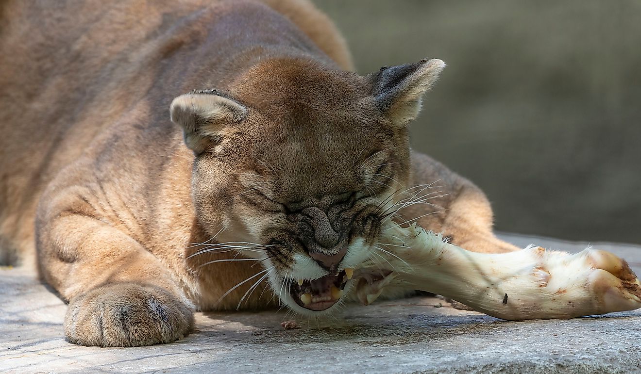 Pumas are apex predators, which makes them susceptible to the pollution found in food sources.