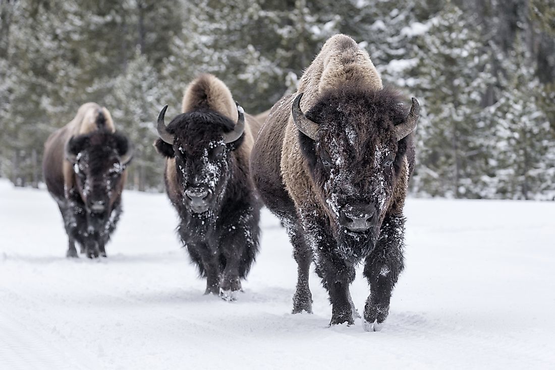 American bison in the winter landscape. 