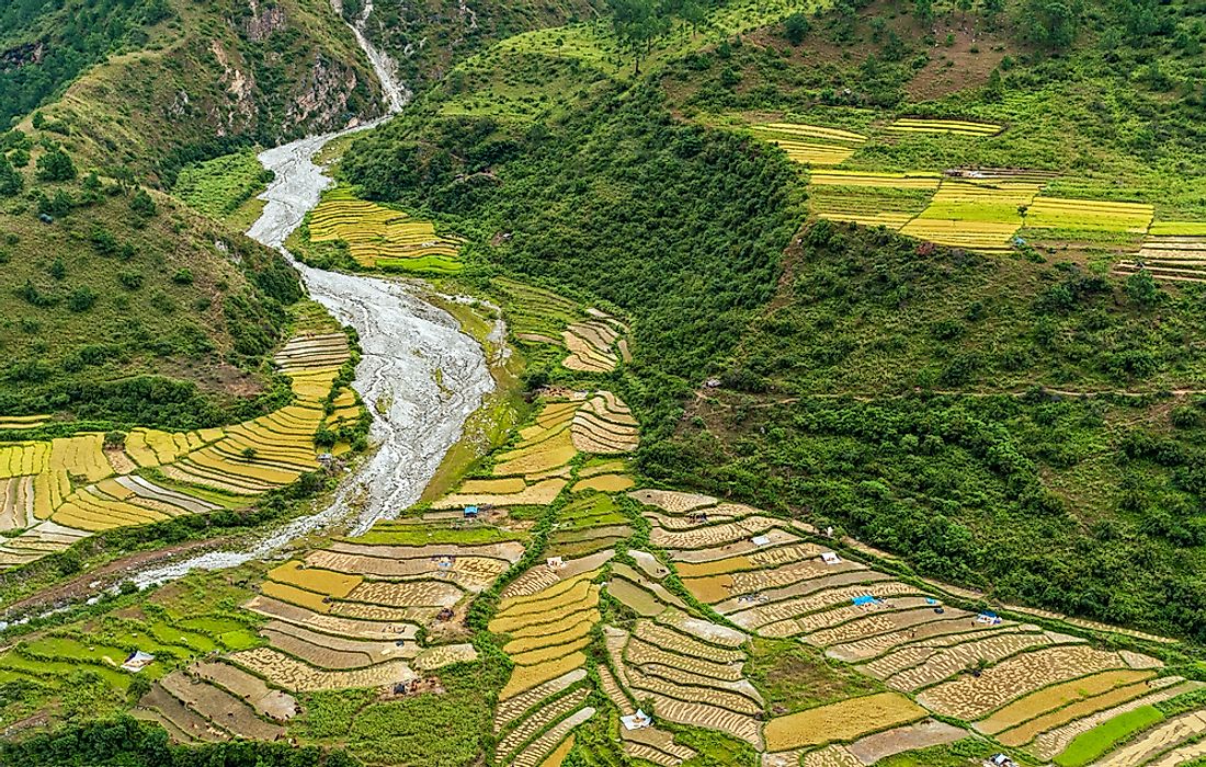 Rice terraces in Bhutan. 
