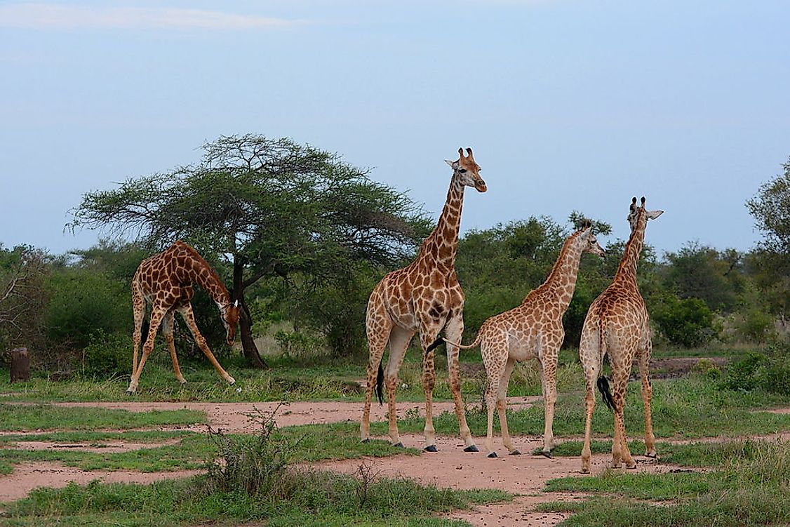 Kruger National Park in South Africa is a popular tourist destination in the country.