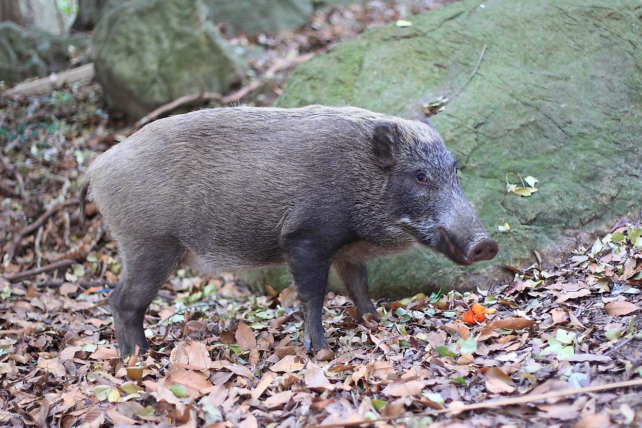 Japanese wild boar (Sus scrofa) in Japan. Image credit: Feathercollector/Shutterstock.com