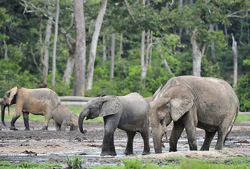 African Forest Elephants in Sangha Trinational Forest Reserve.