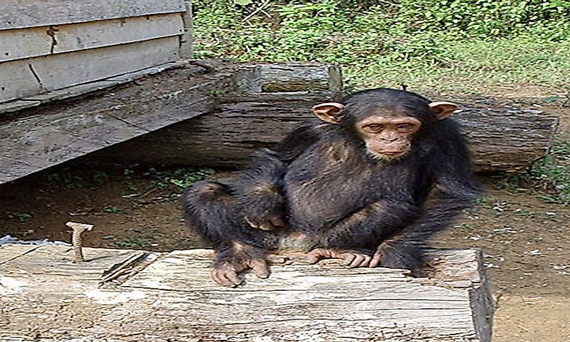This chimpanzee was brought to a rescue center after his mother was killed by poachers.