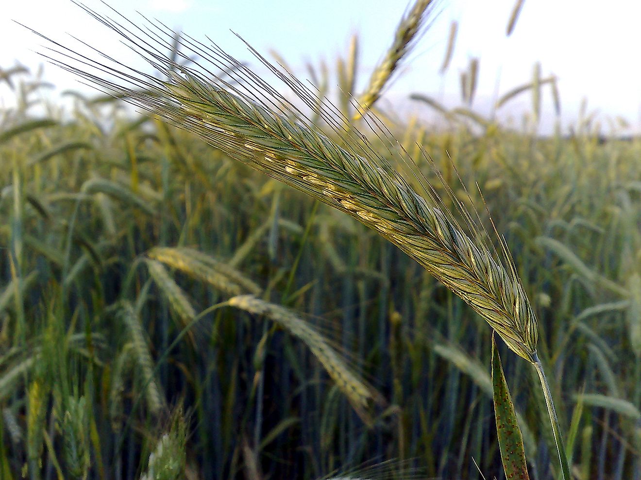 An ear of rye in a crop field.