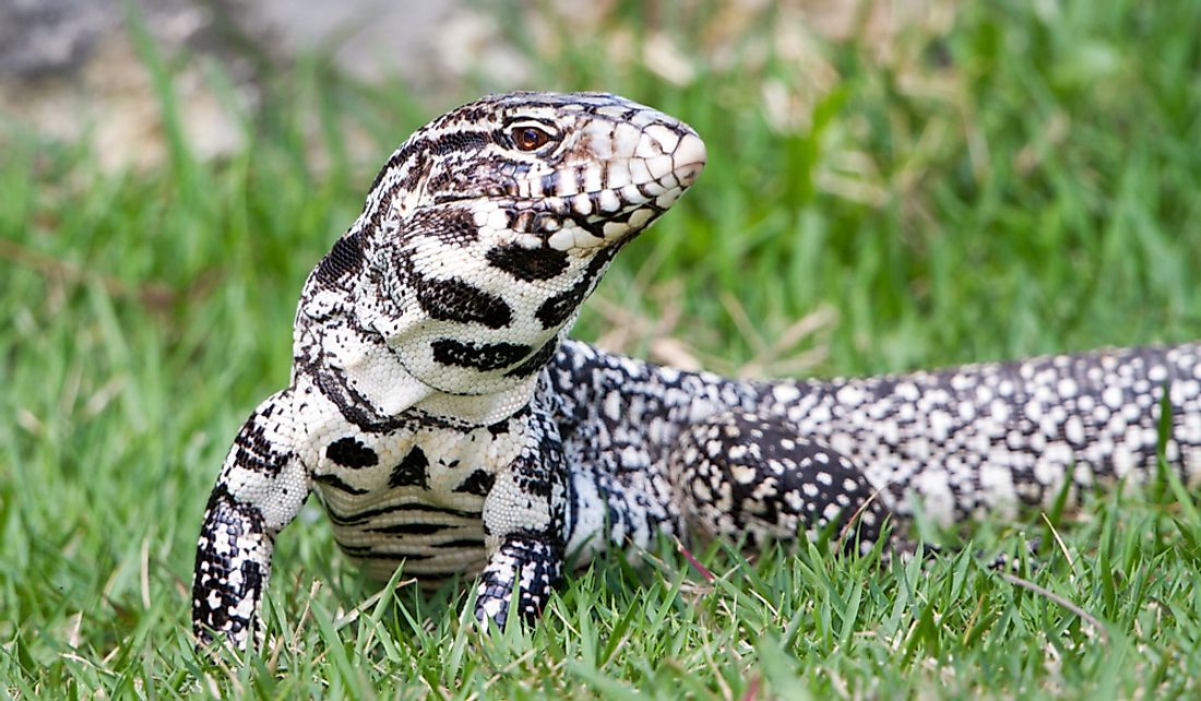 The black and white tegu is the largest of the tegu lizards.