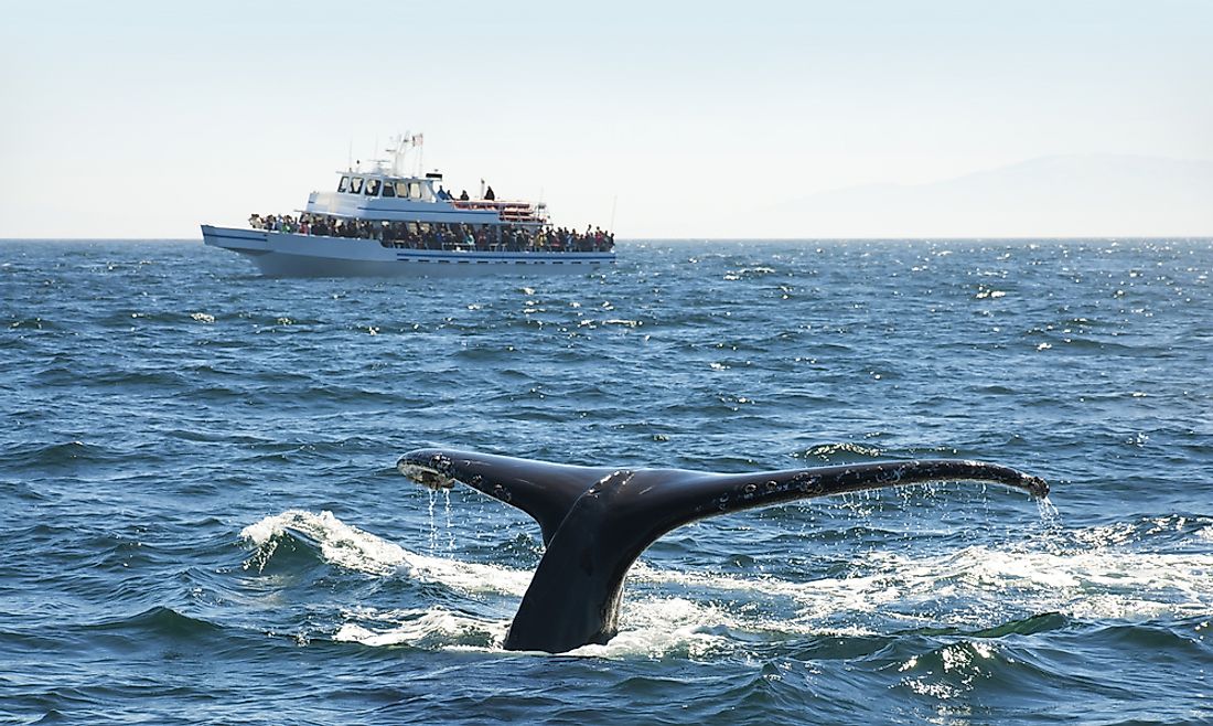Whale watching is a popular tourist activity in many ocean-side cities around the world.