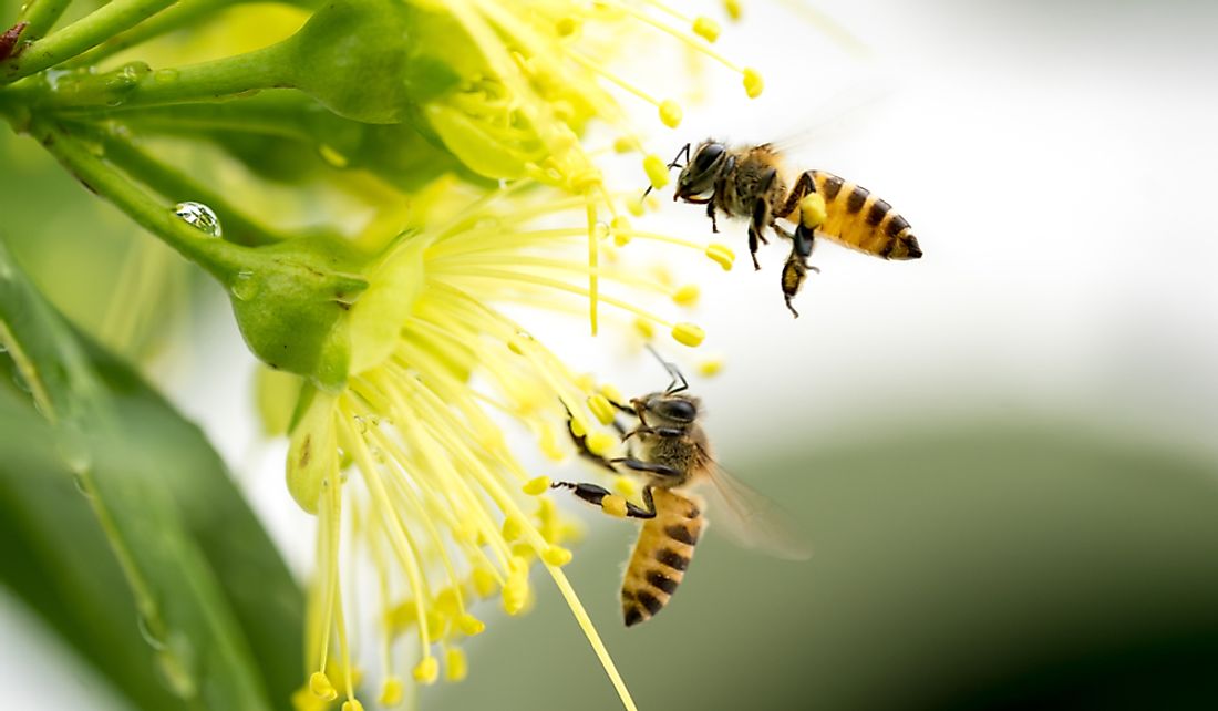 Two honey bees collecting pollen.