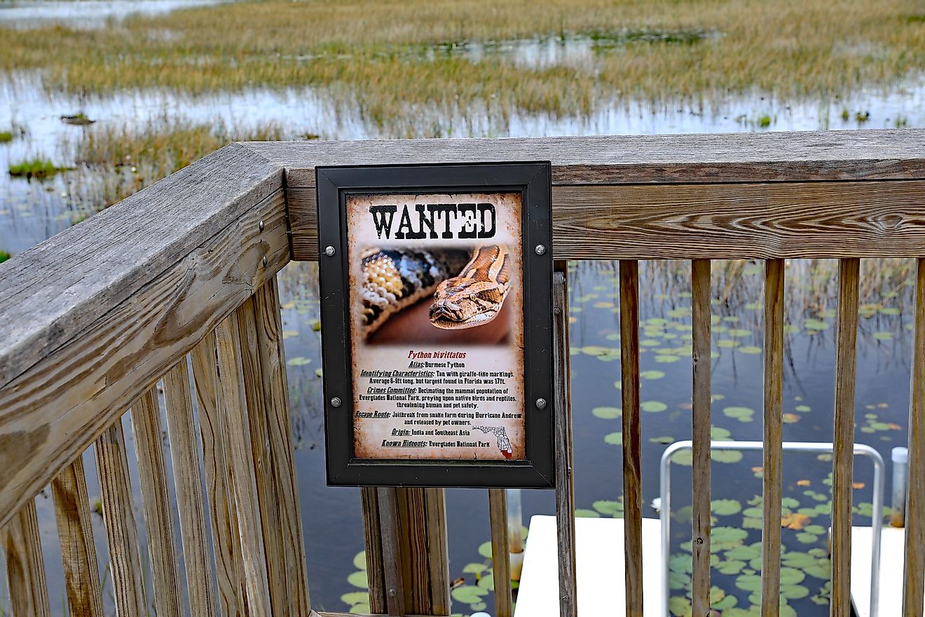 A board in the Everglades area of Florida warning about Burmese pythons that are an invasive species in the region. These non-native snakes are harmful to the local fauna like birds. Image credit: Thomas Barrat/Shutterstock.com