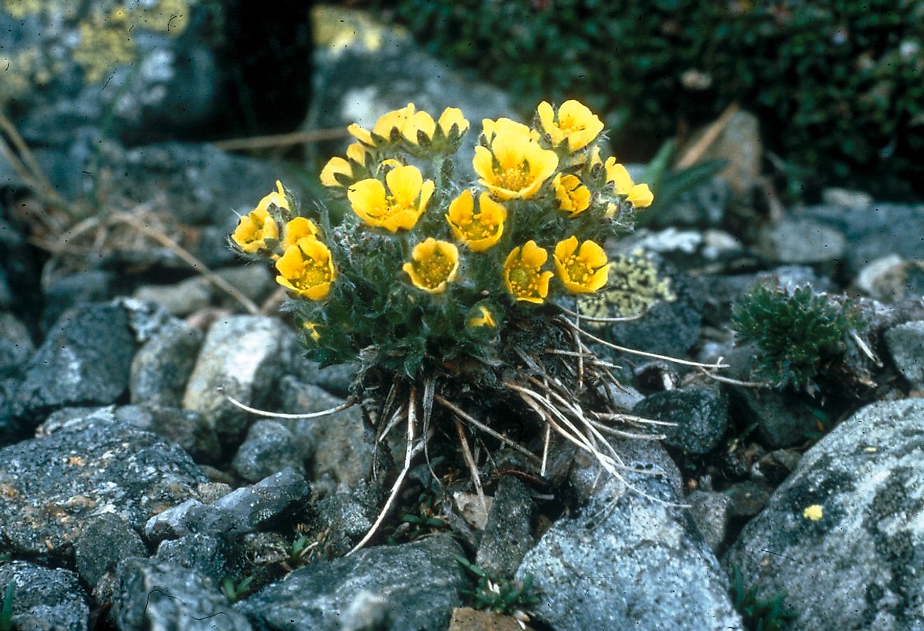 Robbins’ Cinquefoil. Image credit: U.S.D.A. Forest Service, White Mountain National Forest/Wikimedia.org