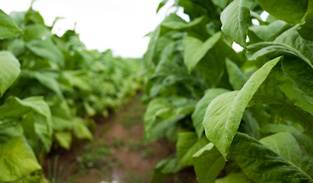 Tobacco farm in Zimbabwe. Tobacco is one of the country's principal crops.
