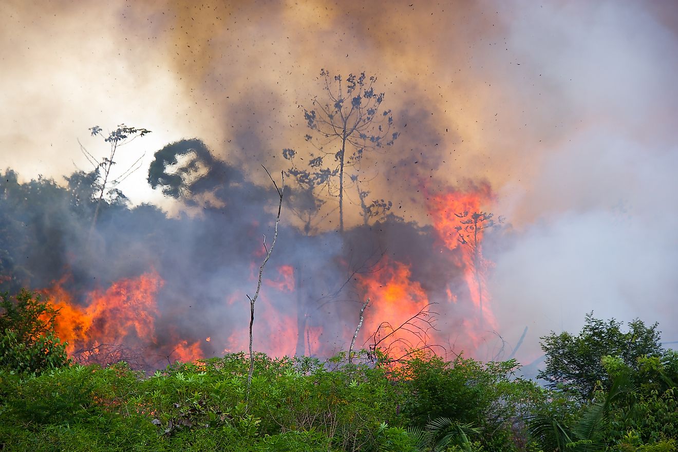 A section of the Amazon Rainforest on fire in Brazil.