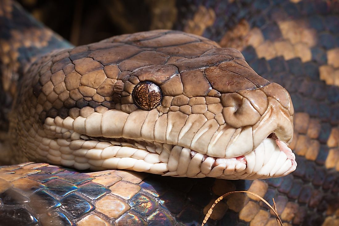 A close-up shot of a carpet python. 