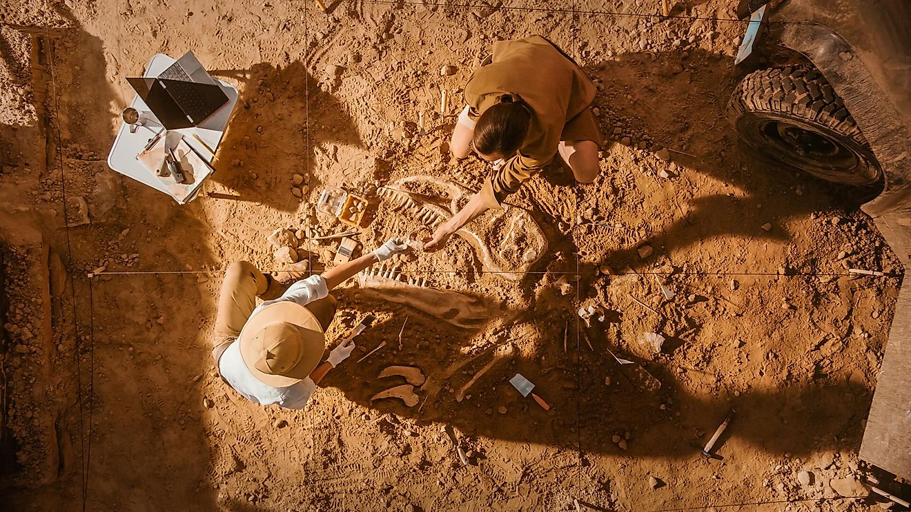 Archeologists digging out ancient bones from the ground.