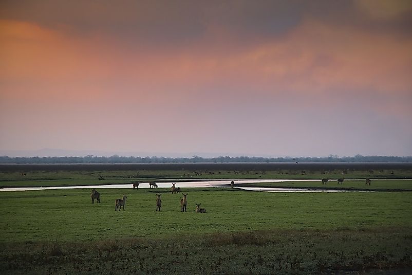 Antelope gather near the water at sunset in Gorongosa National Park.