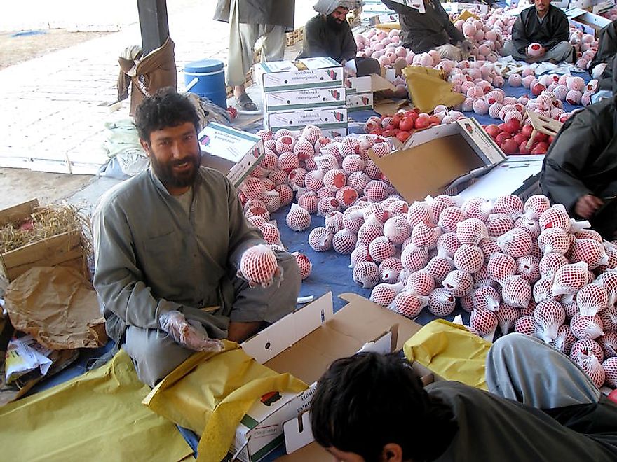 An Afghan man sorting and packing pomegranates.