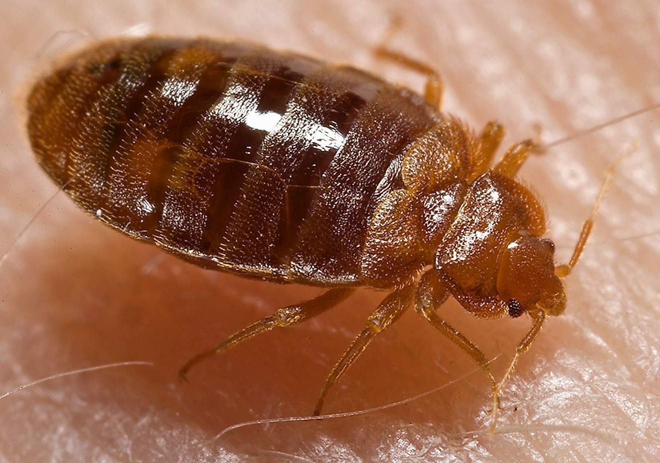 An adult bed bug (Cimex lectularius) with the typical flattened oval shape