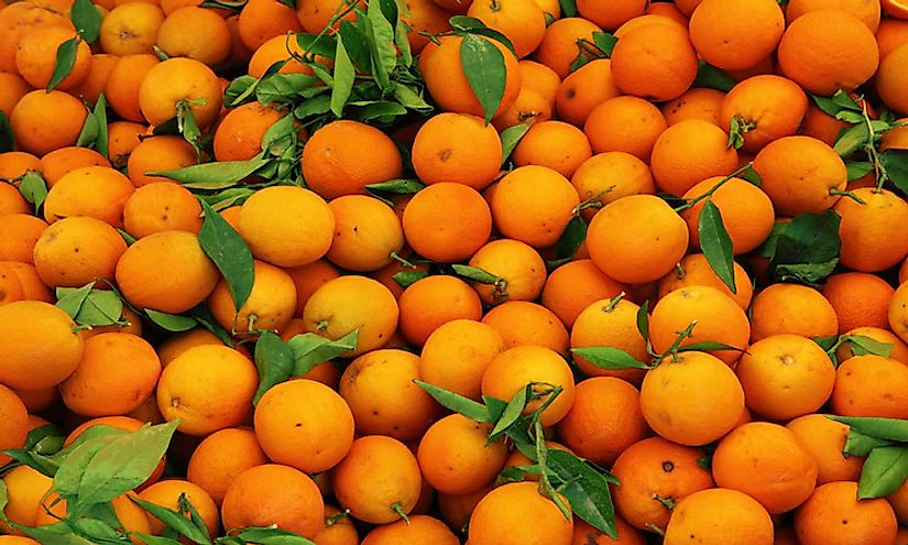 Orange is one of the most popular citrus fruit consumed by populations worldwide.