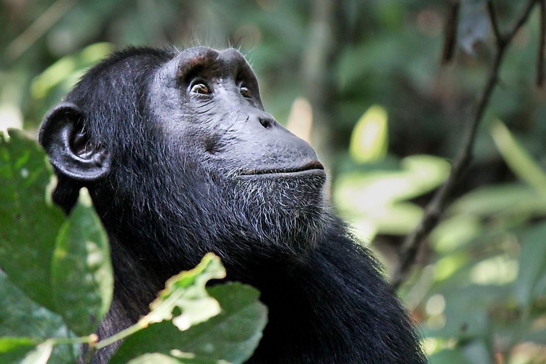 A chimpanzee in a national park in Guinea-Bissau. 