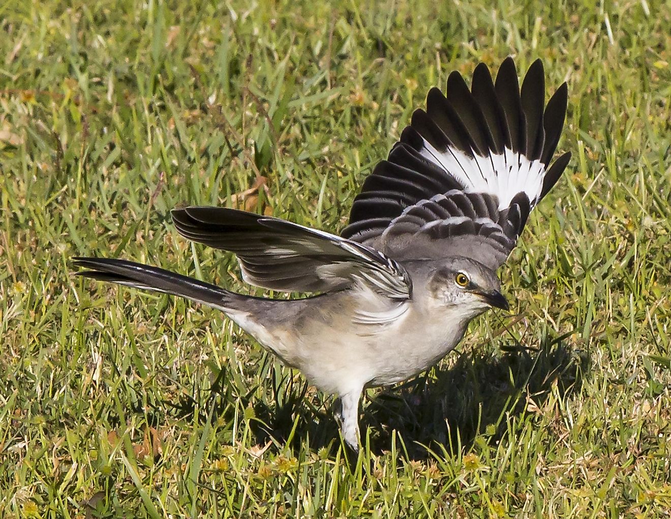 The northern mockingbird has impressive vocal skills.
