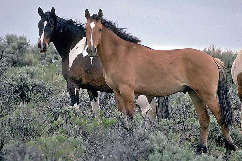 A pair of feral horses (mustangs) in Oregon, US.