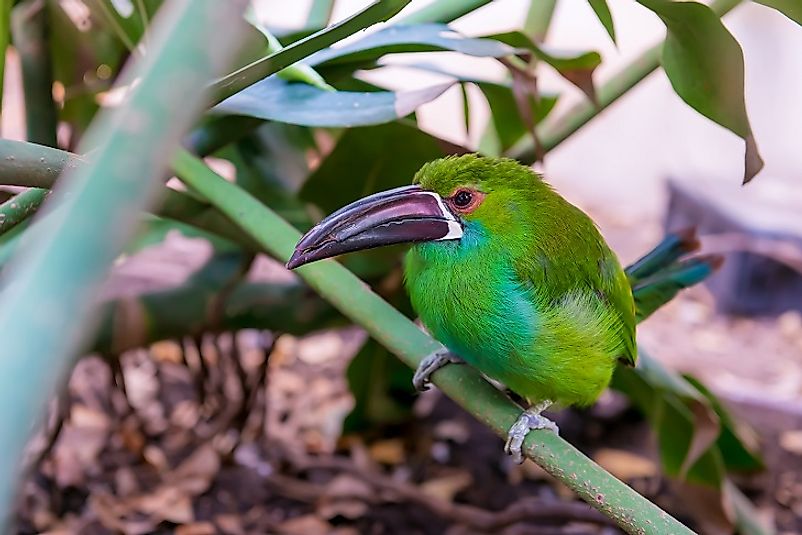 A Groove-Billed Toucanet.