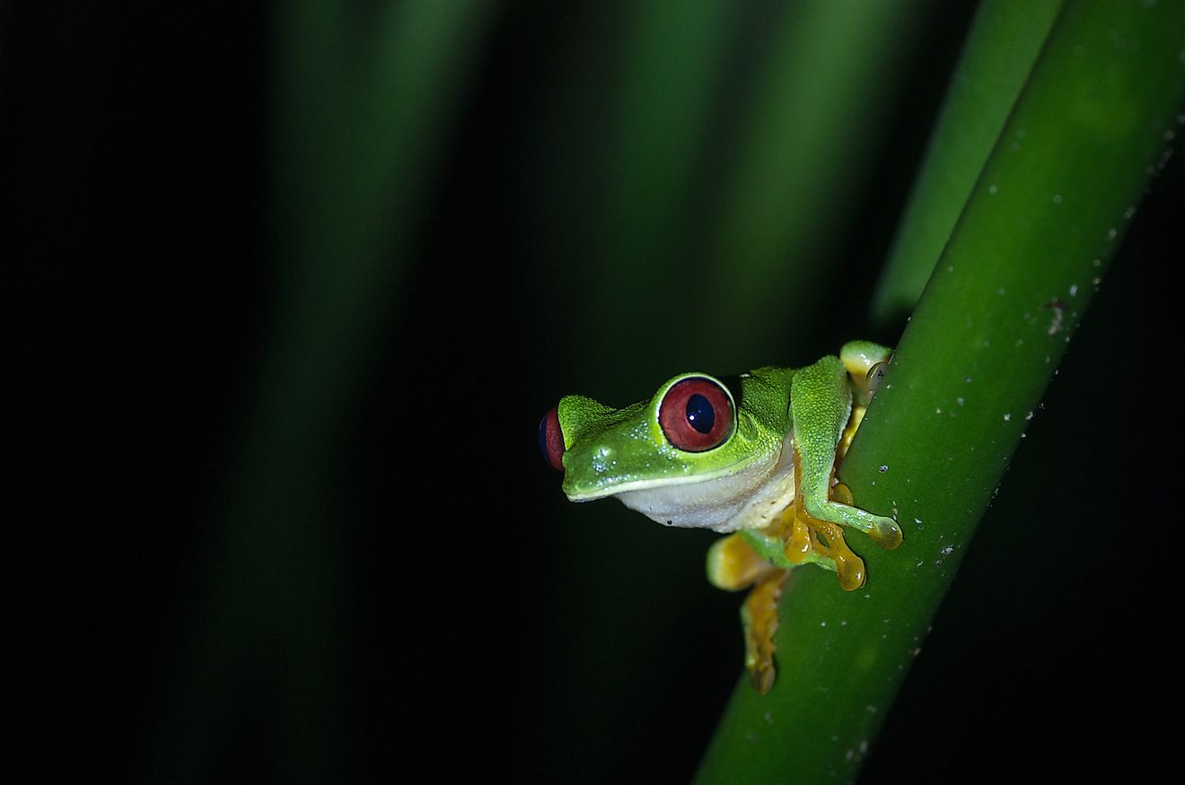 A tree frog. Image credit: Bartholo/Shutterstock.com