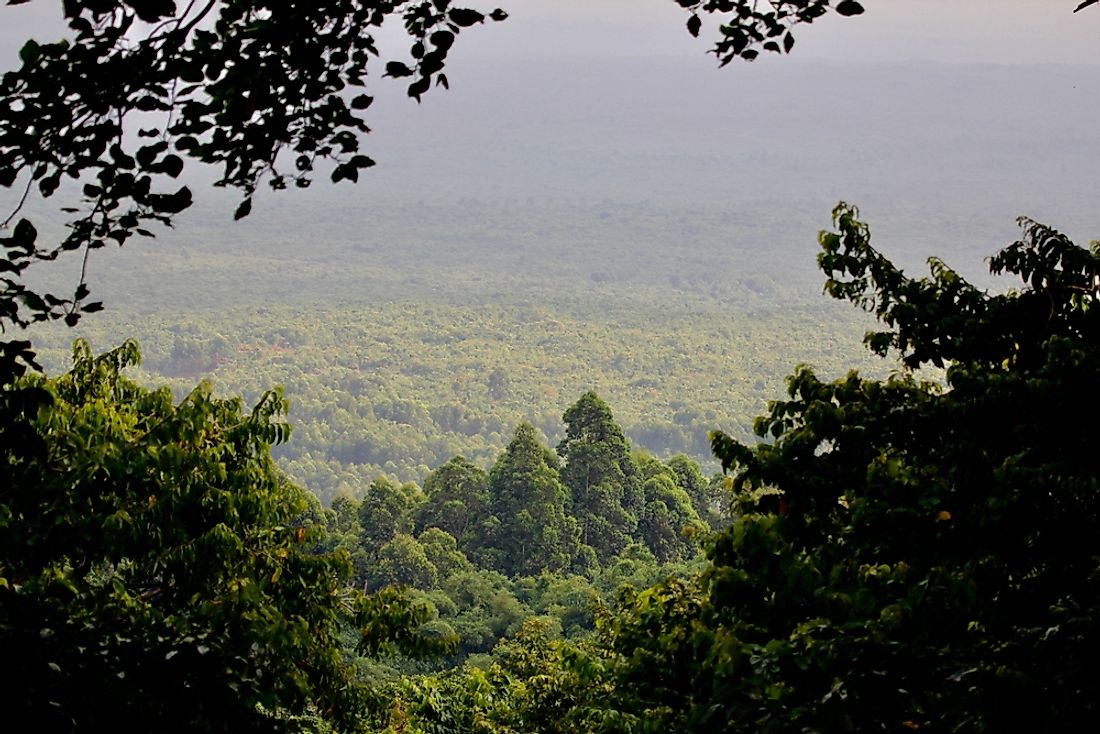 The rainforest in the Democratic Republic of the Congo. 