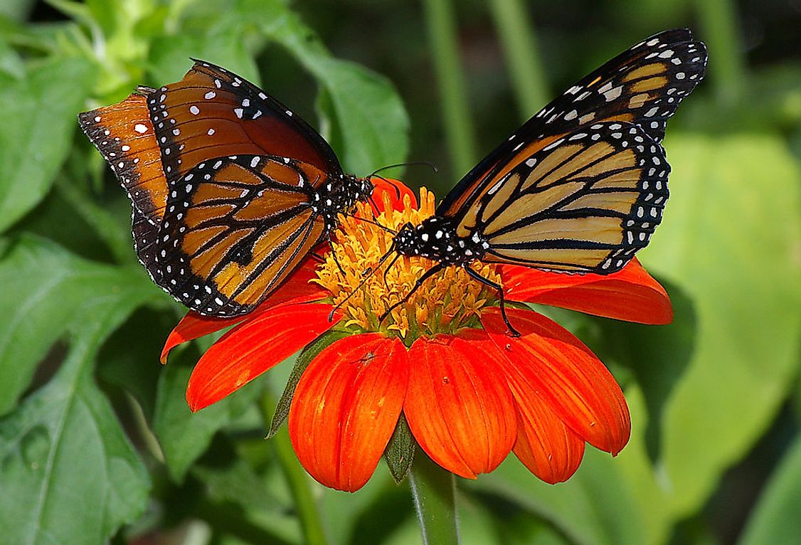 Butterflies are well-known for their colorful and patterned wings, but some are also famous for their large size.