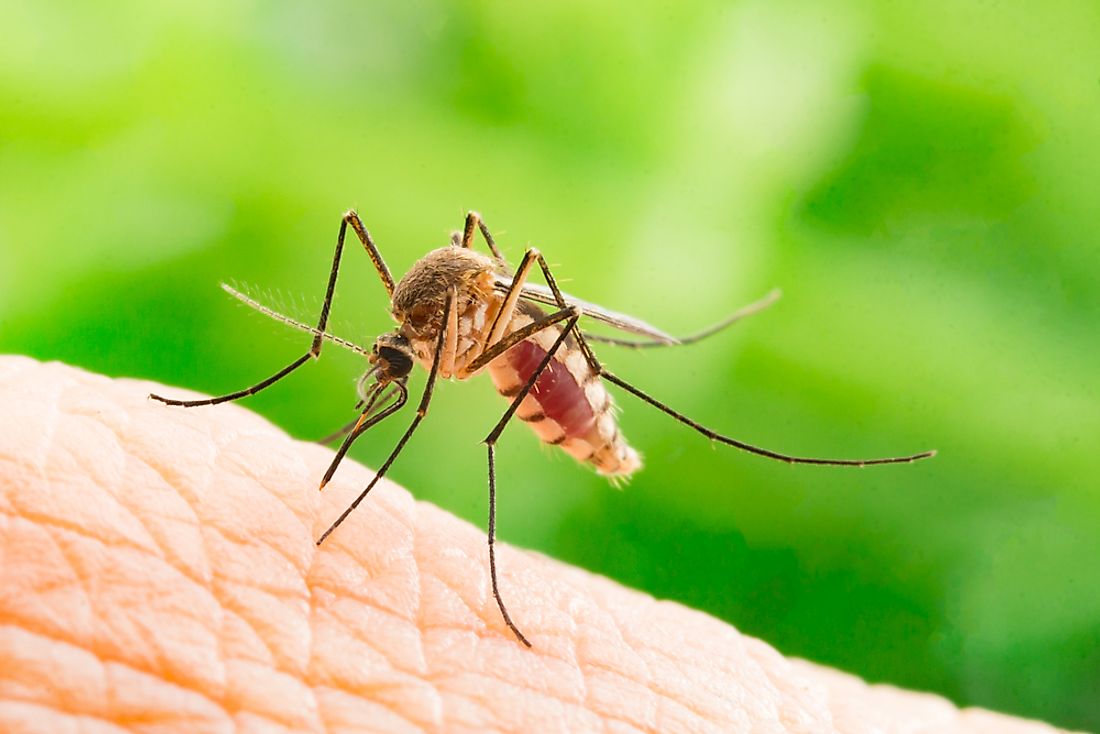 Mosquito species transmit a number of deadly diseases to humans. 