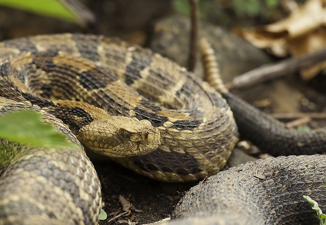 The timber rattlesnake is one of the most feared snakes in Florida. 