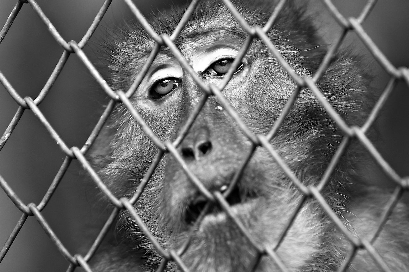 Trapped in a cage for a lifetime, the monkey's eyes says it all. Image credit: Kosin Sukhum/Shutterstock.com
