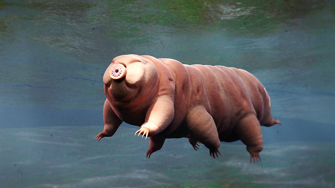 Water bears are tiny invertebrates just one millimeter in size but are known for being one of the world's most resilient animals.