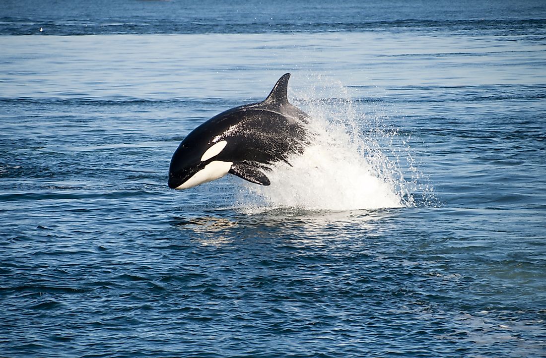 The killer whale, also known as the orca, can be found in the Atlantic OCean. 