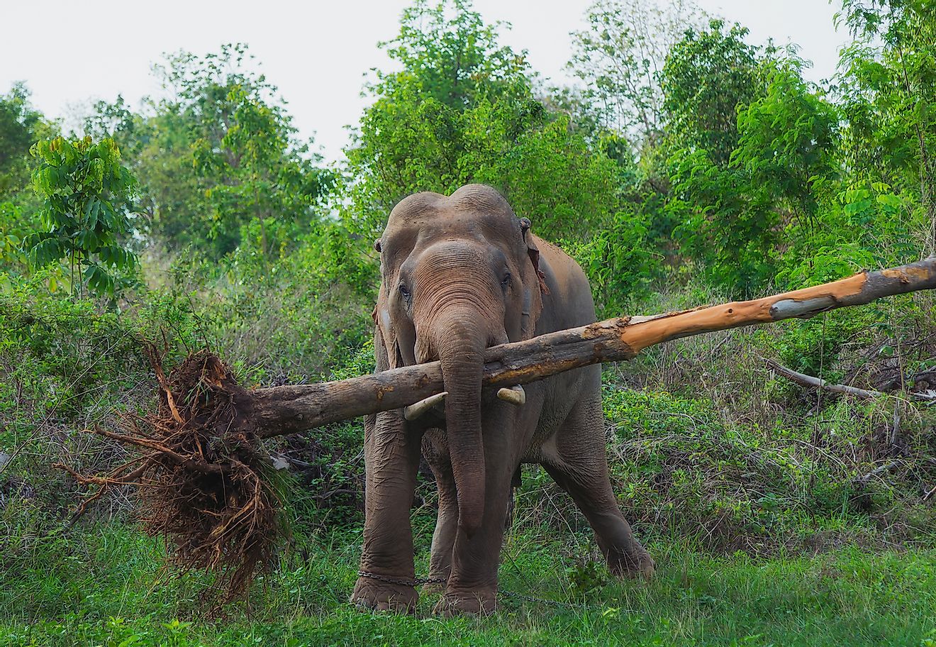 An African elephant with an uprooted tree. Image credit: MossStudio/Shutterstock.com