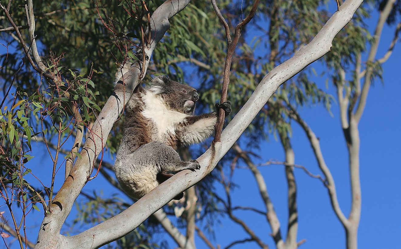 Drop bears have historically been described as koala-like. 